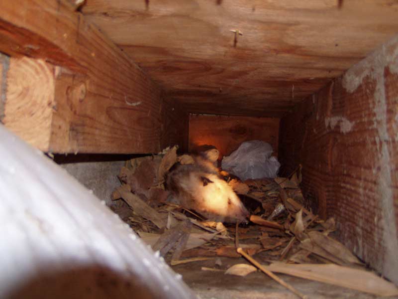 Dead possum Animal Removal